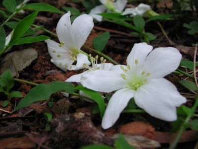 アブラギリ花-1.jpg